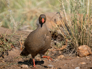 Rotschnabelfrankolin (Pternistis adspersus)