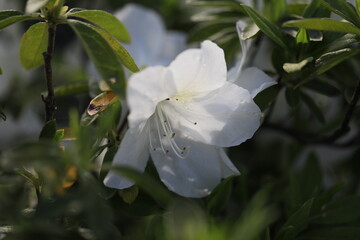 初夏の花