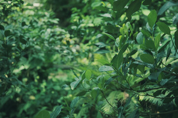 木々のある背景