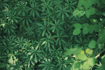 シェフレラコンパクタ