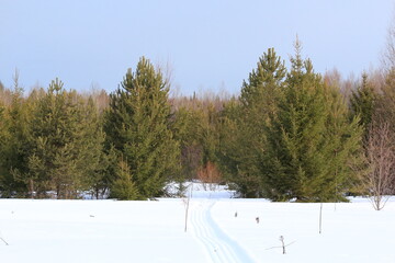 snow covered trees
