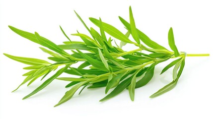 Fototapeta premium Tarragon Isolated On A White Background Artemisia Dracunculus