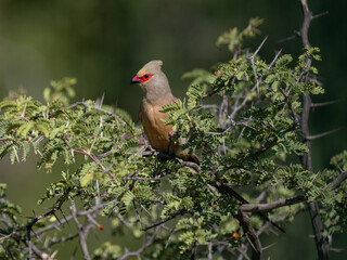 Rotzügel-Mausvogel (Urocolius indicus), auch Brillenmausvogel