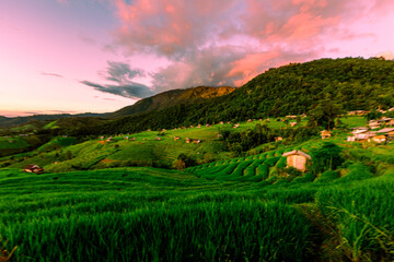 The close background of the green rice fields, the seedlings that are growing, are seen in rural areas as the main occupation of rice farmers who grow rice for sale or living.