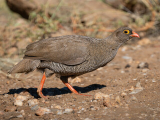 Rotschnabelfrankolin (Pternistis adspersus)