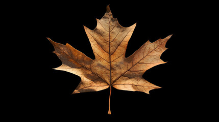 A close-up of a single maple leaf, perfect for Thanksgiving decorations.