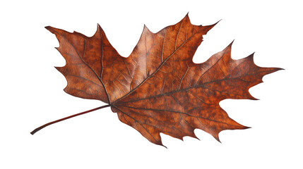 Obraz premium A close-up of a single maple leaf, perfect for Thanksgiving decorations.