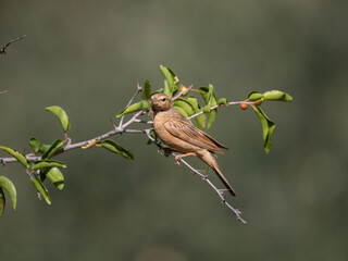 Bergammer (Emberiza tahapisi)