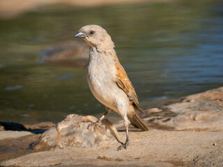 Bergammer (Emberiza tahapisi)