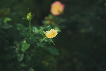 秋に咲く薔薇の花
