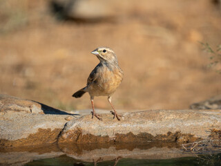Bergammer (Emberiza tahapisi)