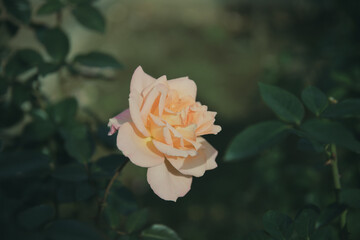 秋に咲く薔薇の花