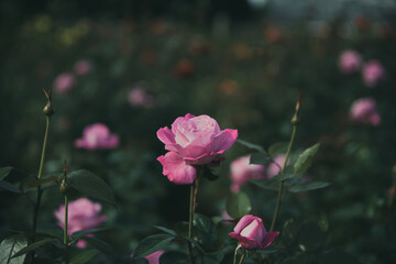 秋に咲く薔薇の花