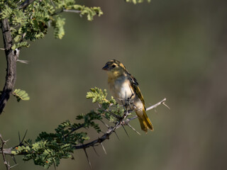 Maskenweber (Ploceus velatus)