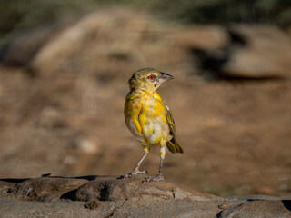 Fototapeta premium Maskenweber (Ploceus velatus)
