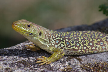 Lagarto de água, repetil verde com alguns tons de azul. Gosta de se expor ao sol para absorver o calor. Nome cientifico Lacerta schreiberi.