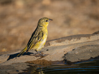 Maskenweber (Ploceus velatus)