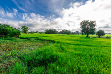 natural background of many species of plants that are laid out in the park, for the propagation of the species and to provide shade for those who stop by while traveling to study the ecology.