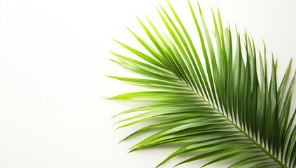 Obraz premium Stunning Palm Leaf Detail