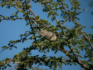 Meisengrasmücke (Curruca subcoerulea)