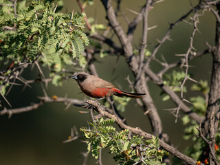 Elfenastrild (Brunhilda erythronotos), Black-faced Waxbill