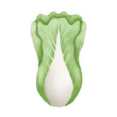 Green Chinese cabbage illustration. Colorful vegetable or healthy food cartoon style use crayon texture for graphic design, icon and vector artwork.
