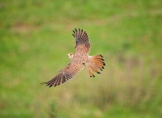 Turmfalke (Falco tinnunculus)