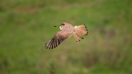 Turmfalke (Falco tinnunculus)