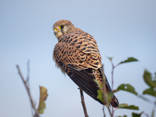 Turmfalke (Falco tinnunculus)