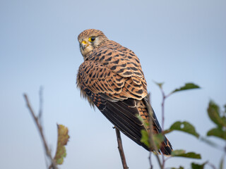 Turmfalke (Falco tinnunculus)