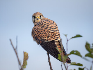 Turmfalke (Falco tinnunculus)
