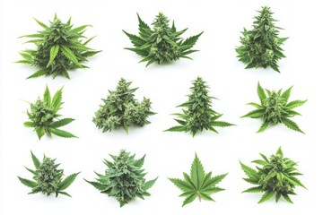 Naklejka premium Collection of Cannabis Plants