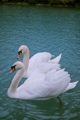 Obraz premium White swan on the lake