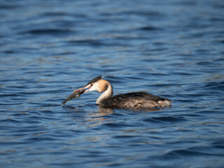 Haubentaucher mit Kaulbarsch
