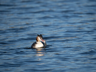Haubentaucher mit Kaulbarsch