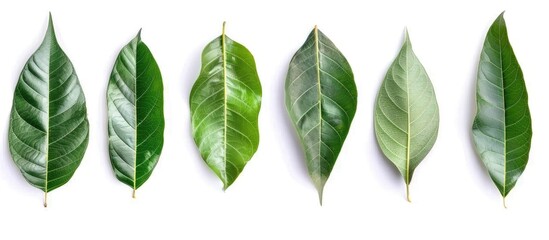 Fototapeta premium Collection Of The Mango Leaf Isolate On White Background
