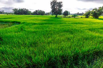 Obraz premium natural background of many species of plants that are laid out in the park, for the propagation of the species and to provide shade for those who stop by while traveling to study the ecology.