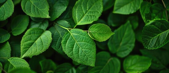 Single Green Leaves As Background