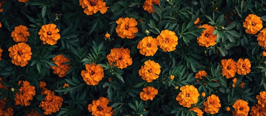 Obraz premium Marigold Flowers That Are Blooming