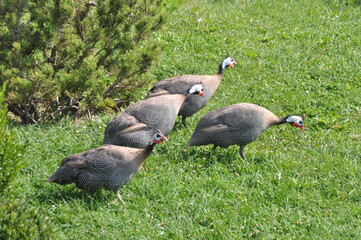 Group of Guinea fowls walking and feeding on green grass in Eskisehir Zoo
