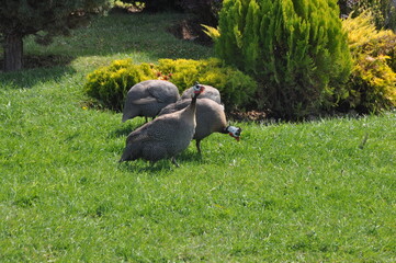 Group of Guinea fowls walking and feeding on green grass in Eskisehir Zoo