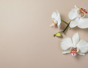 Tranquil Orchid Blooms on Soft Pastel Background &ndash; Serene Holiday Minimalism