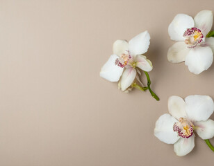 Ethereal Orchid Bloom A Minimalistic Holiday Backdrop