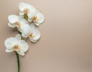 Serene Orchid Blooms on Soft Pastel Background for Relaxing Holiday