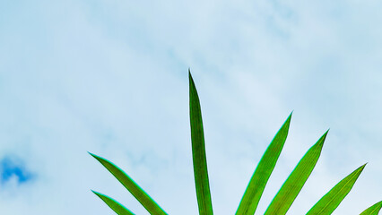 A Beautiful Sky with Lush Leaves Background Ideal for Nature-Themed Projects and Designs