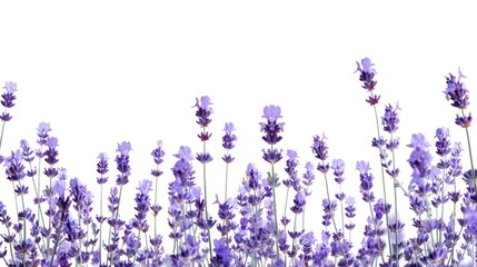 Naklejka premium Lavender Flowers Isolated On A White Background