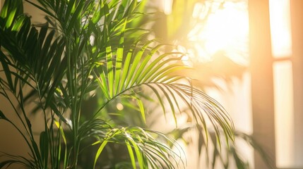 Home Palm Tree Plant Branch With Sun Light Indoors Backgroung