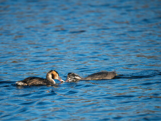 Hasubentaucher mit Fisch füttert Jungvogel