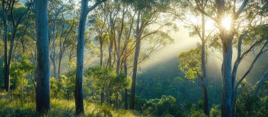 Fototapeta premium Full Frame View Of Sparkling Morning Sun On A Green Eucalyptus Gum Forest