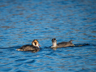 Hasubentaucher mit Fisch füttert Jungvogel